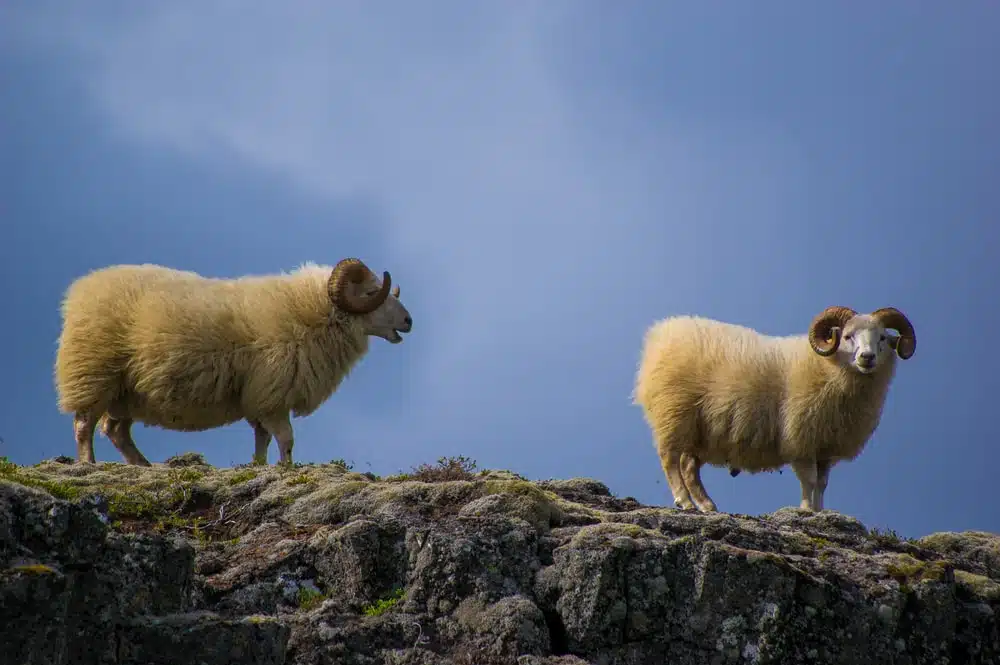 My Sheep Hear My Voice