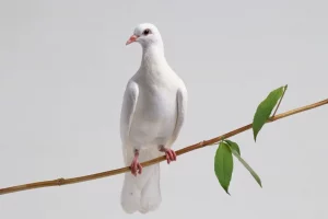 Bible verses about bird