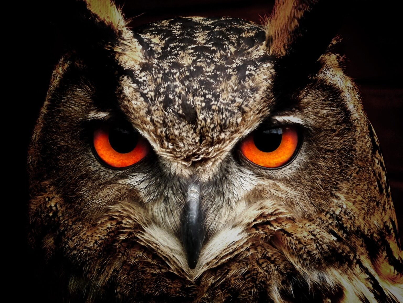 Owl Meaning in the Bible