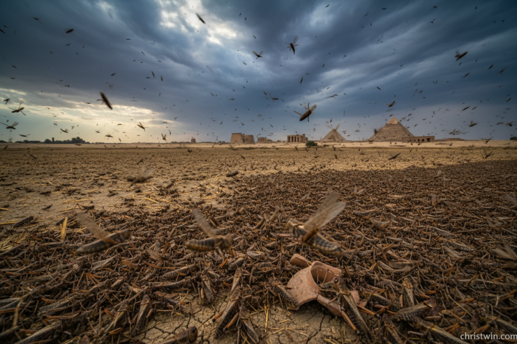 Eighth plague locusts swarm dramatically in a vast, sun-bleached Egyptian landscape. In the foreground, a dense mass of ominous, dark-brown locusts is poised for their invasion, details like their intricate wings and frantic movement captured vividly. The middle ground features barren fields, stripped of vegetation, with hints of dusty soil reflecting the intensity of the oncoming swarm. In the background, a desolate skyline reveals ancient Egyptian structures under a stormy sky, dark clouds swirling ominously to suggest chaos and impending doom. Soft, diffused light breaks through the clouds, highlighting the texture of the locusts and creating a mood of foreboding and urgency. The scene conveys the weight of nature's power and evokes a sense of dread, symbolizing devastation. No text overlays or watermarks. christwin.com