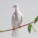 Bible verses about bird