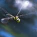 Dragonfly Symbolism In The Bible